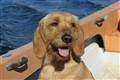 3 juni 2013 Marstrand 002.JPG
