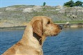 3 juni 2013 Marstrand 015.JPG