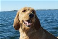 3 juni 2013 Marstrand 023.JPG