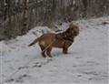Flinga spårar 27 mars 2011 028.jpg