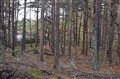 Mufflonjakt skogen 27 oktober 2022.JPG