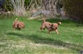 R-kullen 8 april grön och rosa hoppar.JPG