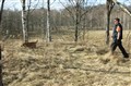Spårträning Kiwi och Baloo 24 mars 2015 061.JPG