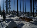 Vinterpromenad mars 2010 072.jpg